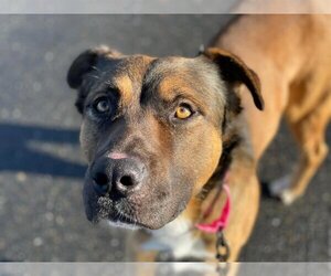 Black Mouth Cur-Unknown Mix Dogs for adoption in Elk Grove, CA, USA