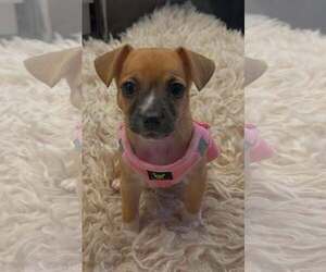 Chihuahua-Unknown Mix Dogs for adoption in Plainfield, IL, USA