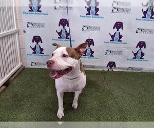 American Pit Bull Terrier Dogs for adoption in Orlando, FL, USA