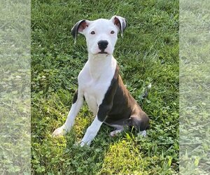 American Bulldog-Unknown Mix Dogs for adoption in Newfield, NJ, USA