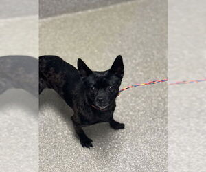 Chihuahua-Unknown Mix Dogs for adoption in Las Vegas, NV, USA