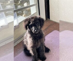 Mutt Dogs for adoption in Turlock, CA, USA