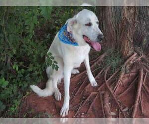 Great Pyrenees Dogs for adoption in Oklahoma City, OK, USA