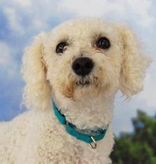 Bichon Frise Dogs for adoption in Richmond, IN, USA