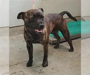 American Pit Bull Terrier Dogs for adoption in Camarillo, CA, USA