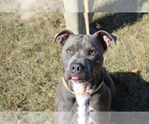 American Pit Bull Terrier Dogs for adoption in Chestertown, MD, USA