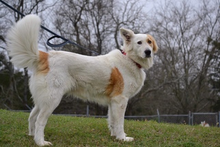 Border Collie-Great Pyrenees Mix Dogs for adoption in Whitewright, TX, USA