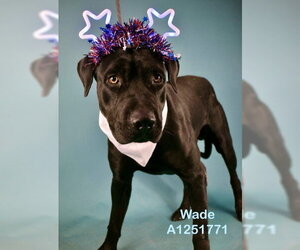 Labrador Retriever Dogs for adoption in Bakersfield, CA, USA