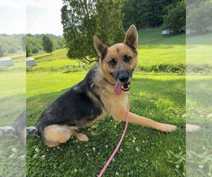 German Shepherd Dog Dogs for adoption in Mt. Airy, MD, USA