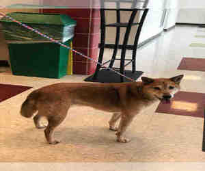 Shiba Inu Dogs for adoption in Plano, TX, USA