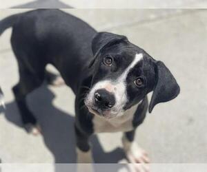 American Pit Bull Terrier Dogs for adoption in Tulsa, OK, USA