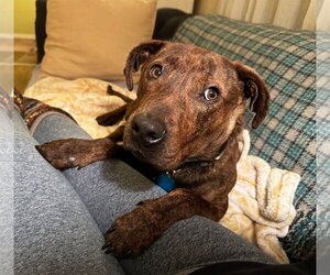Mutt Dogs for adoption in Bellevue, WA, USA
