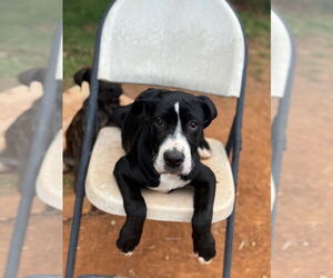 Great Dane-Unknown Mix Dogs for adoption in Bullard, TX, USA
