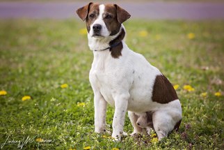 Jack-A-Bee Dogs for adoption in Pryor, OK, USA