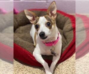 Rat-Cha Dogs for adoption in Kennesaw, GA, USA