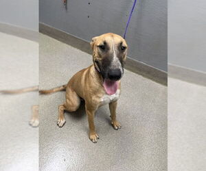 Bull Terrier-Unknown Mix Dogs for adoption in Las Vegas, NV, USA