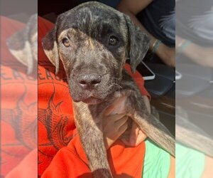 Mastiff-Plott Hound Mix Dogs for adoption in Fort Lauderdale, FL, USA