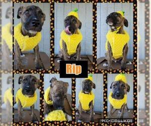 Shepradors Dogs for adoption in RINGWOOD, NJ, USA