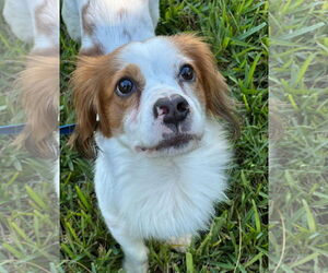Dachshund-Unknown Mix Dogs for adoption in Weston, FL, USA