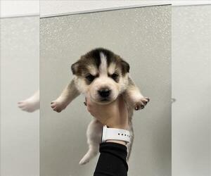 Siberian Husky-Unknown Mix Dogs for adoption in Tracy, CA, USA