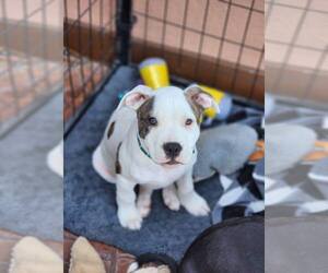 Bullboxer Pit Dogs for adoption in Frankenmuth, MI, USA