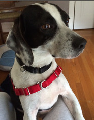 Medium Photo #1 Beagle-Pointer Mix Puppy For Sale in Wakefield, RI, USA
