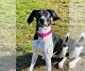 Black and Tan Coonhound-Labrador Retriever-German Shorthaired Pointer Mix Dogs for adoption in Shaftsbury, VT, USA