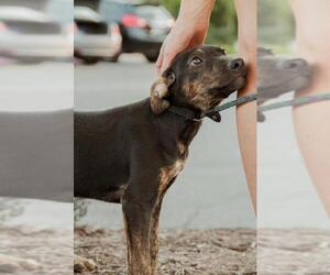 Black and Tan Coonhound-Labrador Retriever-Labrador Retriever Mix Dogs for adoption in Alexandria, VA, USA
