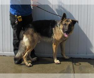 German Shepherd Dog Dogs for adoption in Louisville, KY, USA