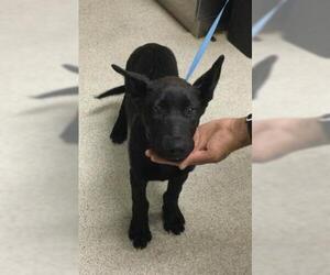 German Shepherd Dog Dogs for adoption in Sebec, ME, USA