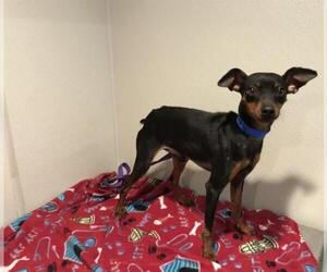 Miniature Pinscher Dogs for adoption in pomona, CA, USA
