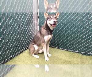Siberian Husky-Unknown Mix Dogs for adoption in Downey, CA, USA
