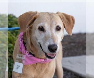 Labrador Retriever-Unknown Mix Dogs for adoption in San Diego, CA, USA