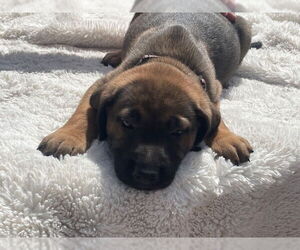 Mastiff-Unknown Mix Dogs for adoption in Goodyear, AZ, USA