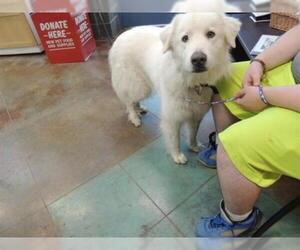 Great Pyrenees Dogs for adoption in Lacombe, LA, USA