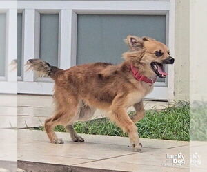 Chiranian Dogs for adoption in Washington, DC, USA