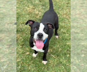 Mutt Dogs for adoption in Riverside, CA, USA