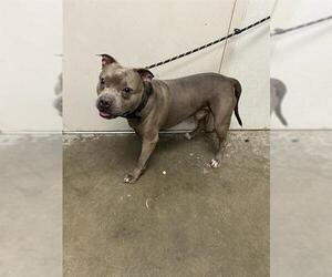 American Pit Bull Terrier-Unknown Mix Dogs for adoption in Rosenberg, TX, USA