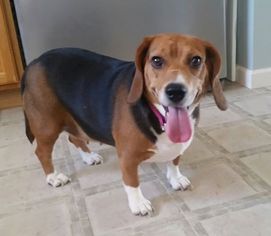 Medium Photo #1 Beagle Puppy For Sale in Hedgesville, WV, USA