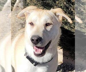 Australian Shepherd-Siberian Husky-Labrador Retriever Mix Dogs for adoption in Albuquerque, NM, USA