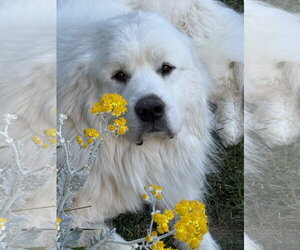 Great Pyrenees Dogs for adoption in Bountiful, UT, USA