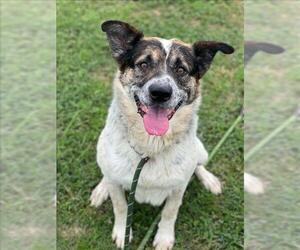 Mutt Dogs for adoption in Conroe, TX, USA