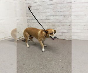 Pembroke Welsh Corgi-Unknown Mix Dogs for adoption in San Bernardino, CA, USA