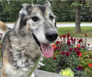 Gerberian Shepsky Dogs for adoption in Anchorage, AK, USA