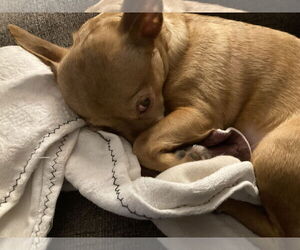 Chihuahua Dogs for adoption in Rootstown, OH, USA