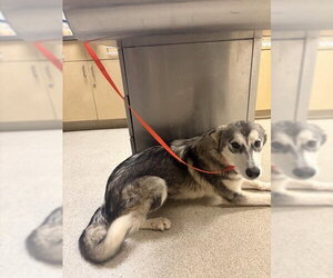 Siberian Husky Dogs for adoption in Riverside, CA, USA