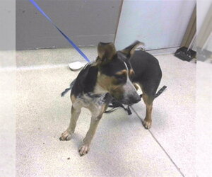 Mutt Dogs for adoption in Tallahassee, FL, USA