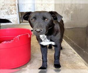 Labrador Retriever-Unknown Mix Dogs for adoption in San Bernardino, CA, USA