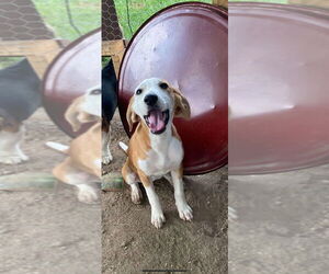 Beagle-English Foxhound Mix Dogs for adoption in Aurora, IN, USA