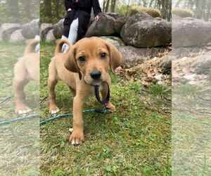 Labrador Retriever-Unknown Mix Dogs for adoption in pomfret, CT, USA